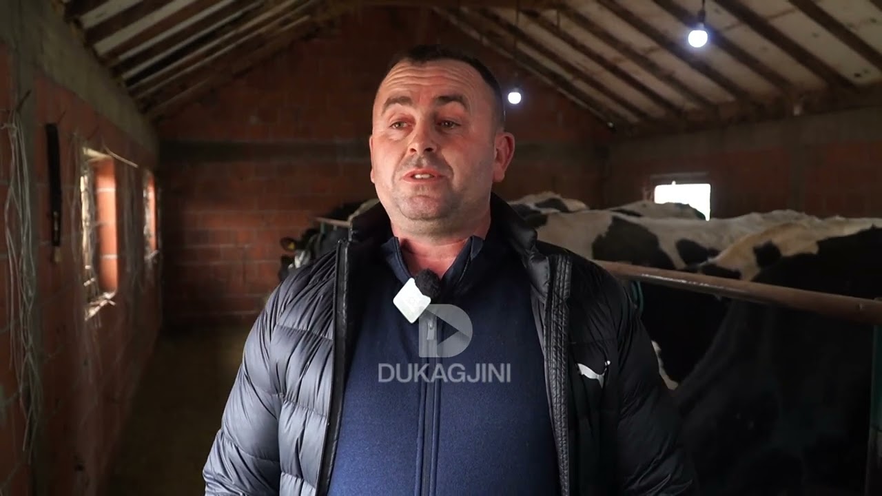 “2500 EURO KA KUSHTU NJË LOPË // Historia e fermerit Bashkim Ramiqi nga Ferizaj