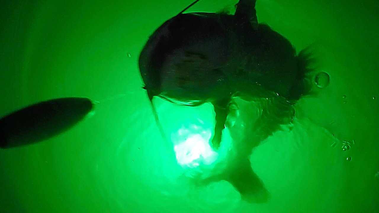 How to Catch Catfish at Night with a Green Fishing Light