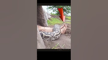 Trăn khổng lồ thành tinh #snake