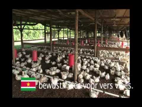 Video: Wat Eten Vleeskuikens Op Pluimveebedrijven?