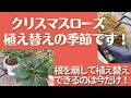 《こんな株はすぐ植え替え！クリスマスローズ》秋は根を崩して植え替えよう／鉢の選び方／土の配合／植え替えしない鉢の秋の管理