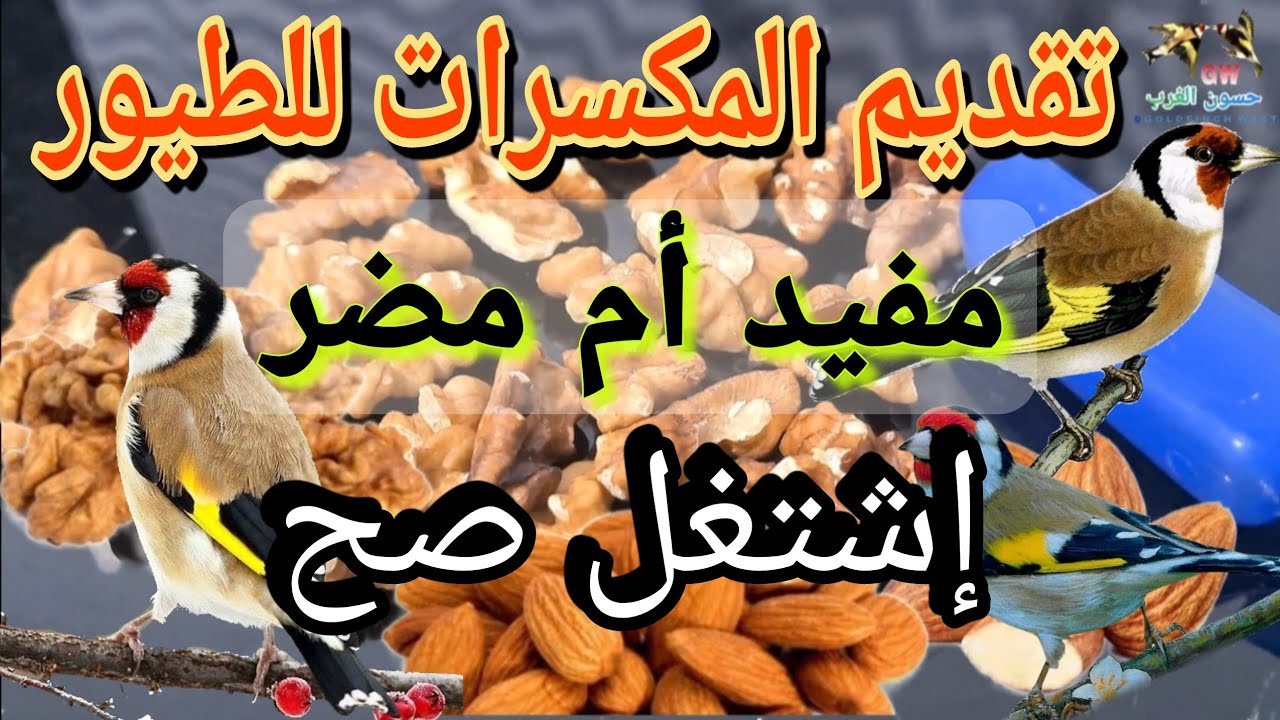 تقديم المكسرات للطيور مفيد أم مضر ؟ | إشتغل صح