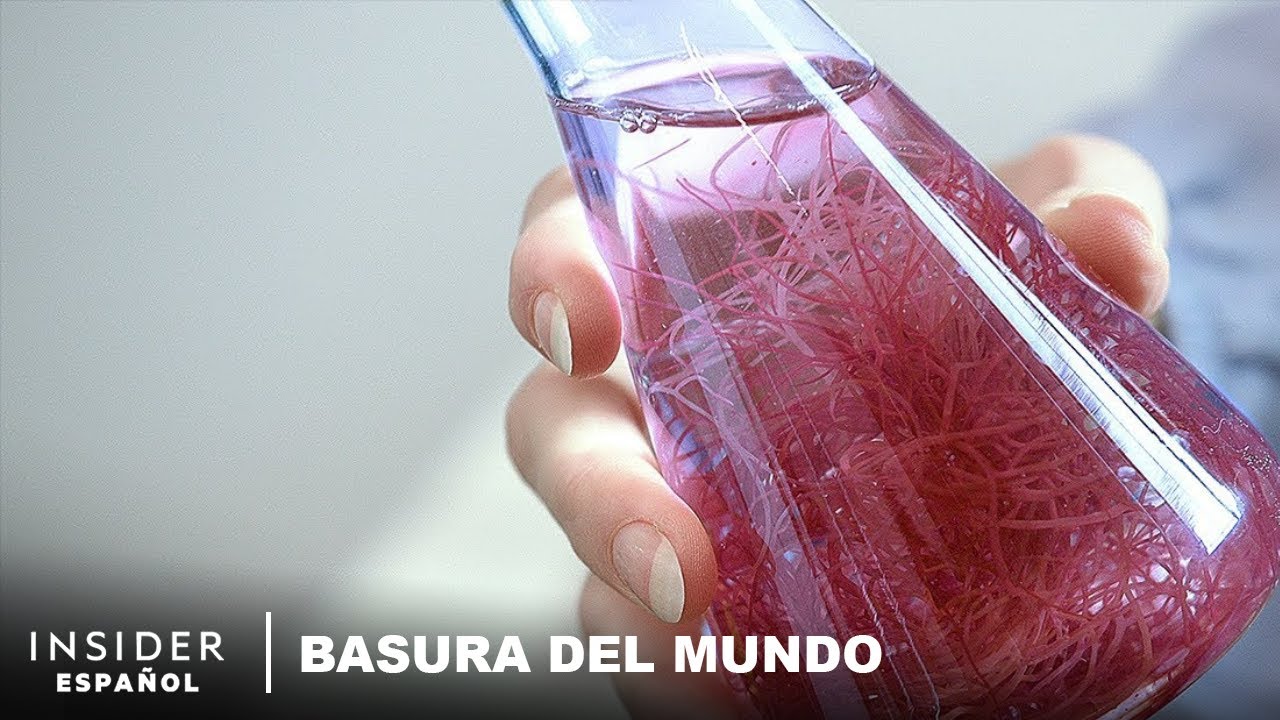 Cómo hacer plástico a partir de algas | Basura del mundo