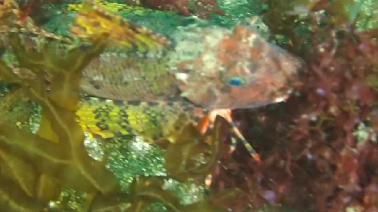 TUB GURNARD HD YouTube