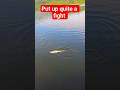 Walleye put up quite a fight. #fishing #fish #walleye #walleyefishing #trending #shortvideo #shorts