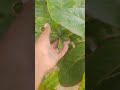 Fruits🌰Almond.#shorts #dryfruits #almond #shortvideo #garden #fruit #4k #howtogrow #healthy #fruits
