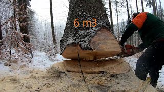 Echo cs-620sx, Jak obalić zawieszone drzewo 6m3?