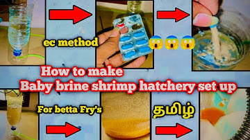 HOW TO DIY brine shrimp hatchery Simple &Easy, in Tamil 🤩Artemia Cysts) #trending #babybrineshrimp