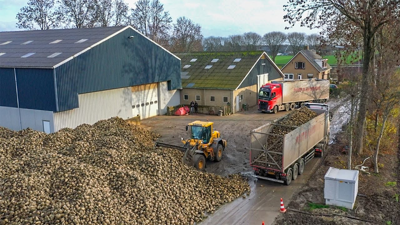 Bieten campagne 2020 | Post & Haveman | Post Handel en Transport | Sugar beet harvest Netherlands