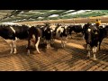 Gleniffer Dairy Farms - Operating a HerdHomes shelter Gleniffer Dairy Farms - Operating a HerdHomes shelter
