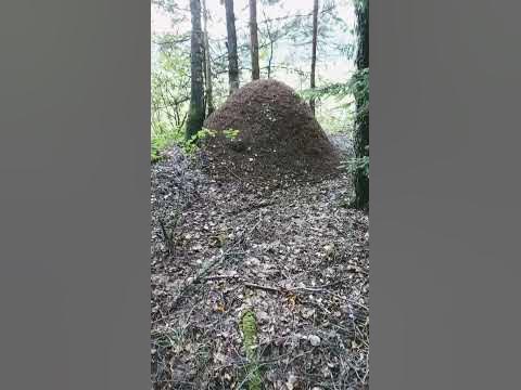 муравьиный дом-домище! - YouTube