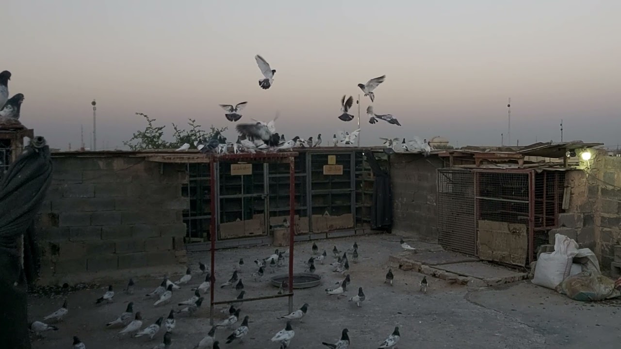 مطيار الحمام الطيار محمد الراوي