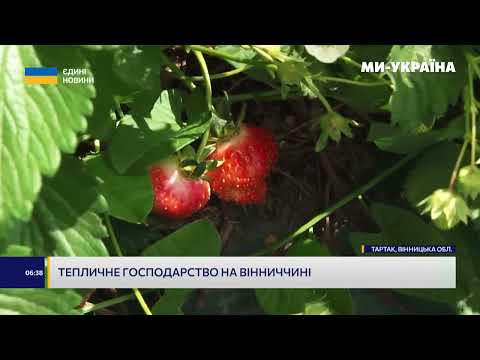 Тепличне господарство на
