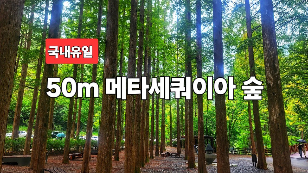 🌲한반도 에서 가장 아름다운 50m 메타세쿼이아 숲/ 장태산 자연휴양림 #당일치기 🚌
