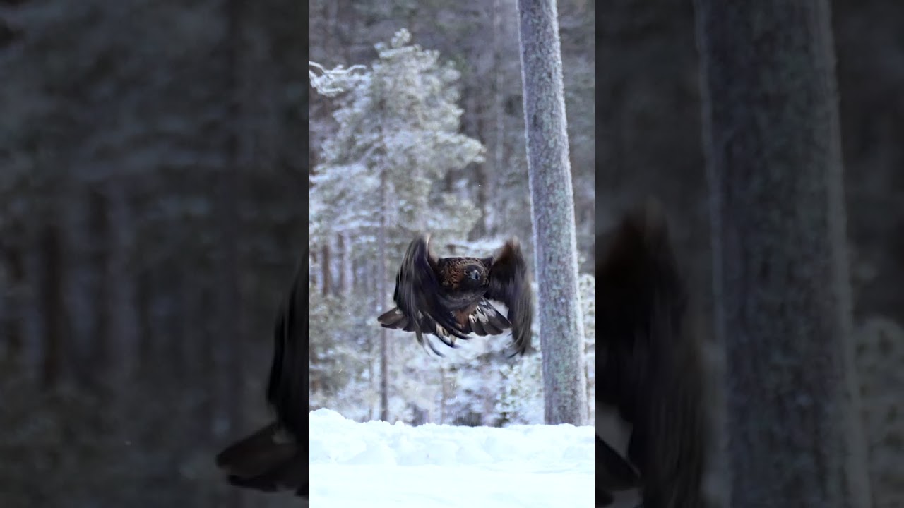 Golden Eagle, pure POWER lifting off 