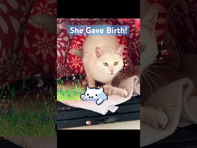 NEW MAMA CAT WITH HER KITTENS! 🐈‍⬛ #shorts
