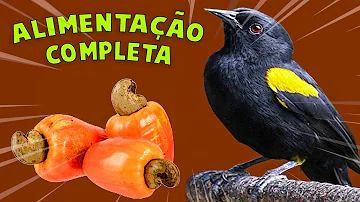 O que o pássaro pega come?
