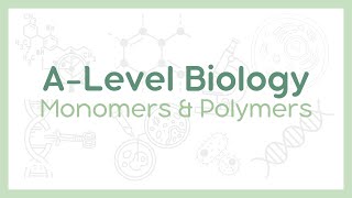 MONOMERS AND POLYMERS : Condensation vs Hydrolysis reactions! | A-Level Biology (AQA, OCR, Edexcel)