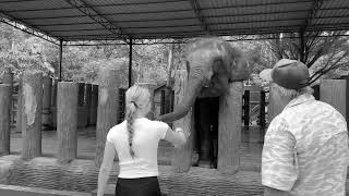 JANWAWA :: Kuala Gandah Elephant Sanctuary