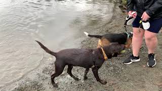 Chocolate Labrador playing fetch on the lake (Kusi and Luna visit the lake)