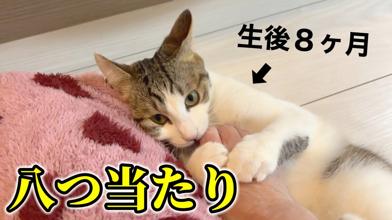 喧嘩に負けてママに八つ当たりする子猫