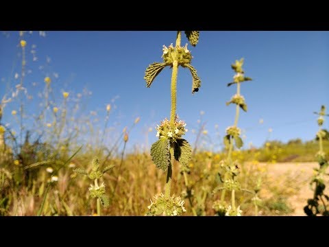 Marrubio (Marrubium vulgare)