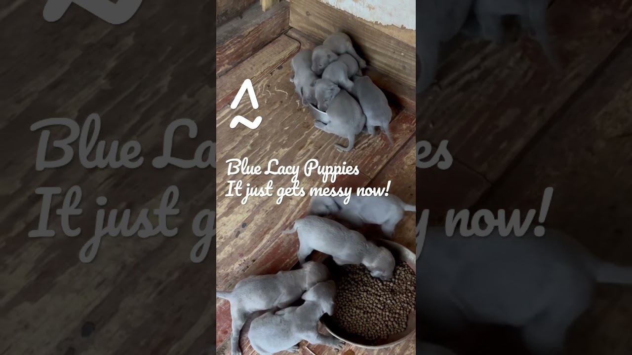 Blue Lacy Puppies - Gettin’ Going on Kibble