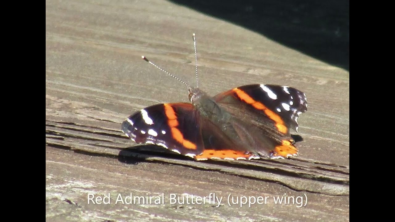 Wall Doxey State Park fliers