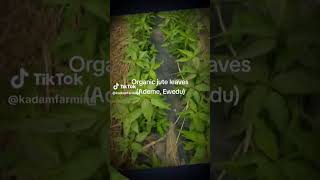 juteleaves ademe gardening farming agriculture vegetablefarming