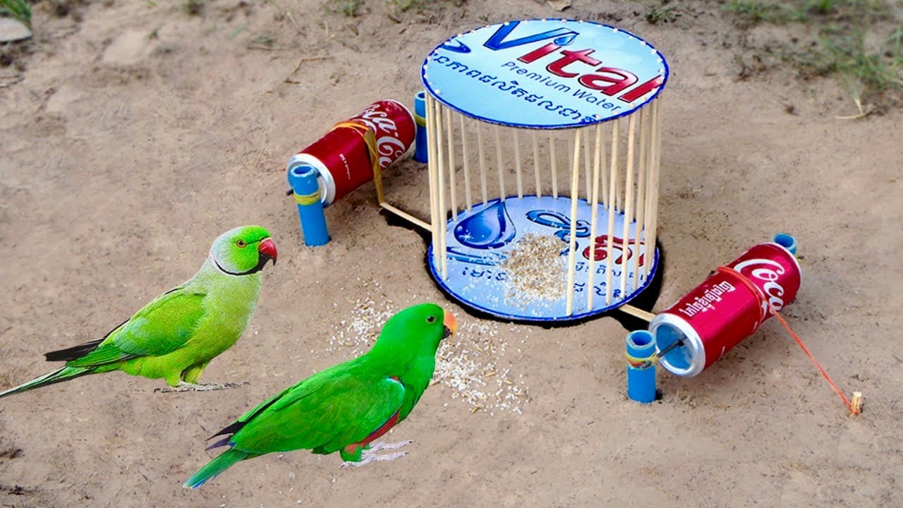 Build Underground Parrot trap Trapping System Make From PVC Pipe & Cage Tool With Can two 