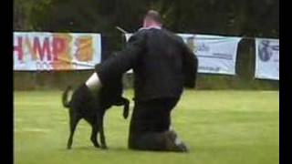 KNPV Keuring  LuykenDogs Mido PH1 439 pnt. 2007 🇾🇪