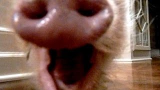 Mini Pig Walks Around Screaming When He's Sleepy
