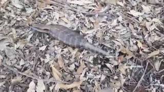 【必見】ツチノコの生きた姿が撮影される!!