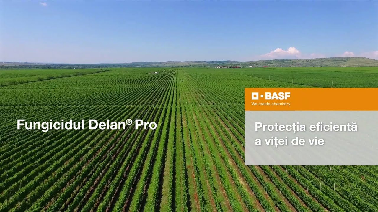 Fungicidul Delan® Pro: protecția noilor creșteri împotriva manei