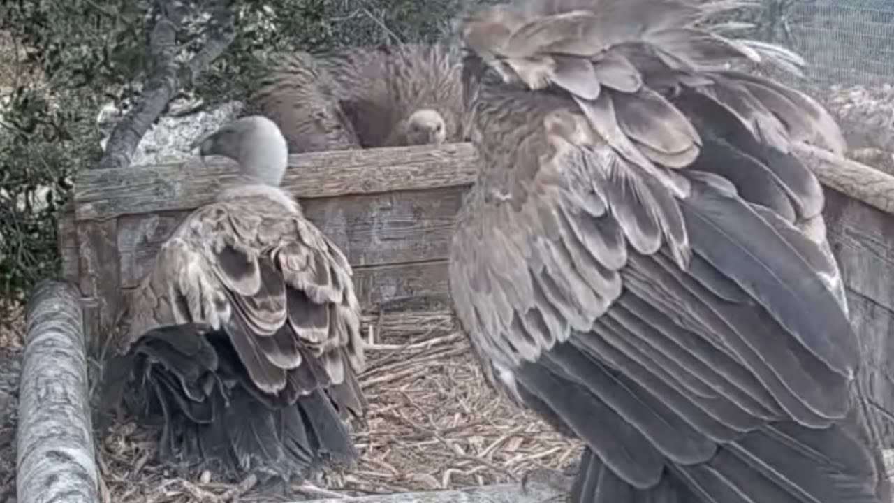 Griffon vulture nestling returns to its nest and Mom and Dad
