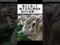 喜ぶと思って、野うさぎに野菜をあげた結果…