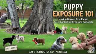 Puppy Exposure 101: Moving Beyond Dog Parks