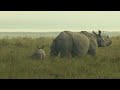How far should we go to stop poaching? - BBC Newsnight