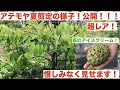 【アテモヤ栽培2】アテモヤの夏剪定の様子を公開！春剪定不足で暴れてしまった木をガツンといきました！