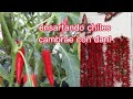 ensartando los chiles cambrae con dani gracias que ya casi somos 300 subs