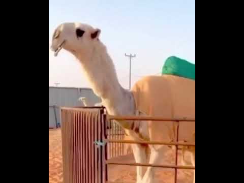 من نوادر ابن كليفيخ المخاريم كعامه