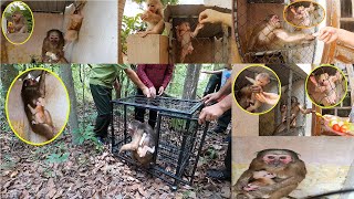 Monkey Rescue Diary | Episode 1 | Rescue, care and bring Lily with Jimmie back to the wild