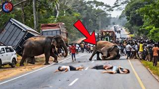 99 Attacks Animal Most Brutal Caught on Video #02