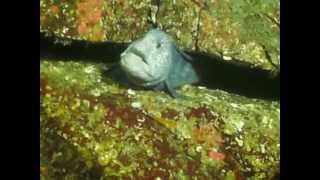 Feeding sea urchin to Wolf EEL
