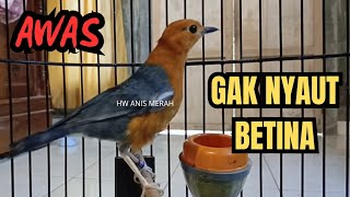 GAK NYAUT BETINA ‼️ PANCINGAN ANIS MERAH 100% JITU COCOK UNTUK ANIS MERAH MACET