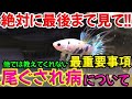 【最も重要なこと】ベタの尾ぐされ病の治療法や対策ついて【言っています】