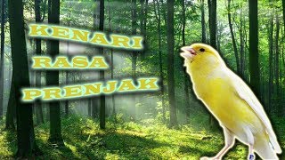 Kenari ISIAN PRENJAK GACOR