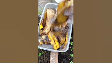Супер средство от муравьев 👍👍👍👍 а вам какие нравятся способы?