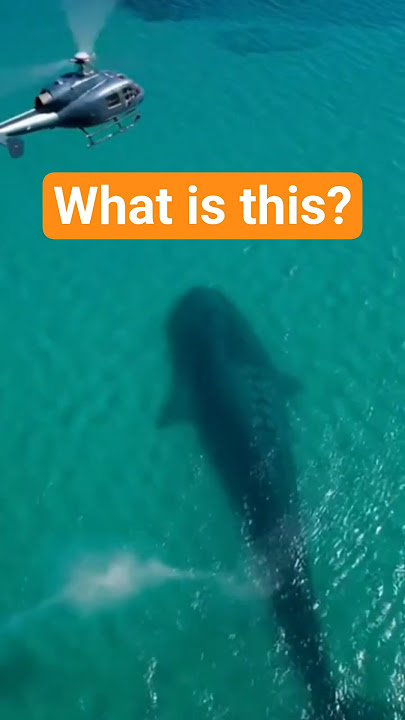 They seen something Strange in the Ocean #views #animals #wildlife #cleanerfish