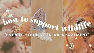 How to Support Wildlife (even if you live in an apartment!)